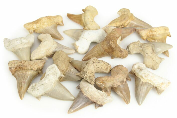 1 1/2 to 2" Fossil Otodus Shark Teeth - Khouribga, Morocco - Photo 1